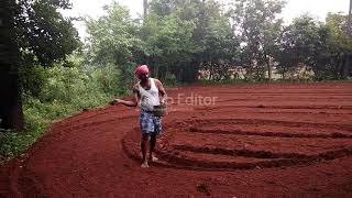 சோளம் விதை விதைப்பு