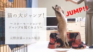 猫の大ジャンプ！スローモーションで見てみよう【元野良猫ふさおの日常】