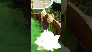 Amery Camelia - Hybrid lotus @ home_Part 3  #naturelovers #lotus #lotusflower #aquaticplants