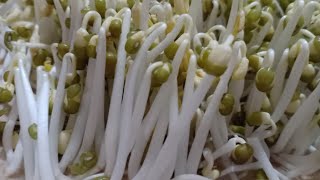 #(giá đỗ1) bằng nồi cơm điện trắng mập an toàn vệ sinh