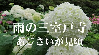 三室戸寺のあじさい(宇治市）2022/6/21