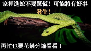 家裡進蛇不要驚慌，可能將有好事發生！蛇進家門究竟有什麼寓意？為什麼不能打他？再忙也要花幾分鐘看看，小心遭來災禍！