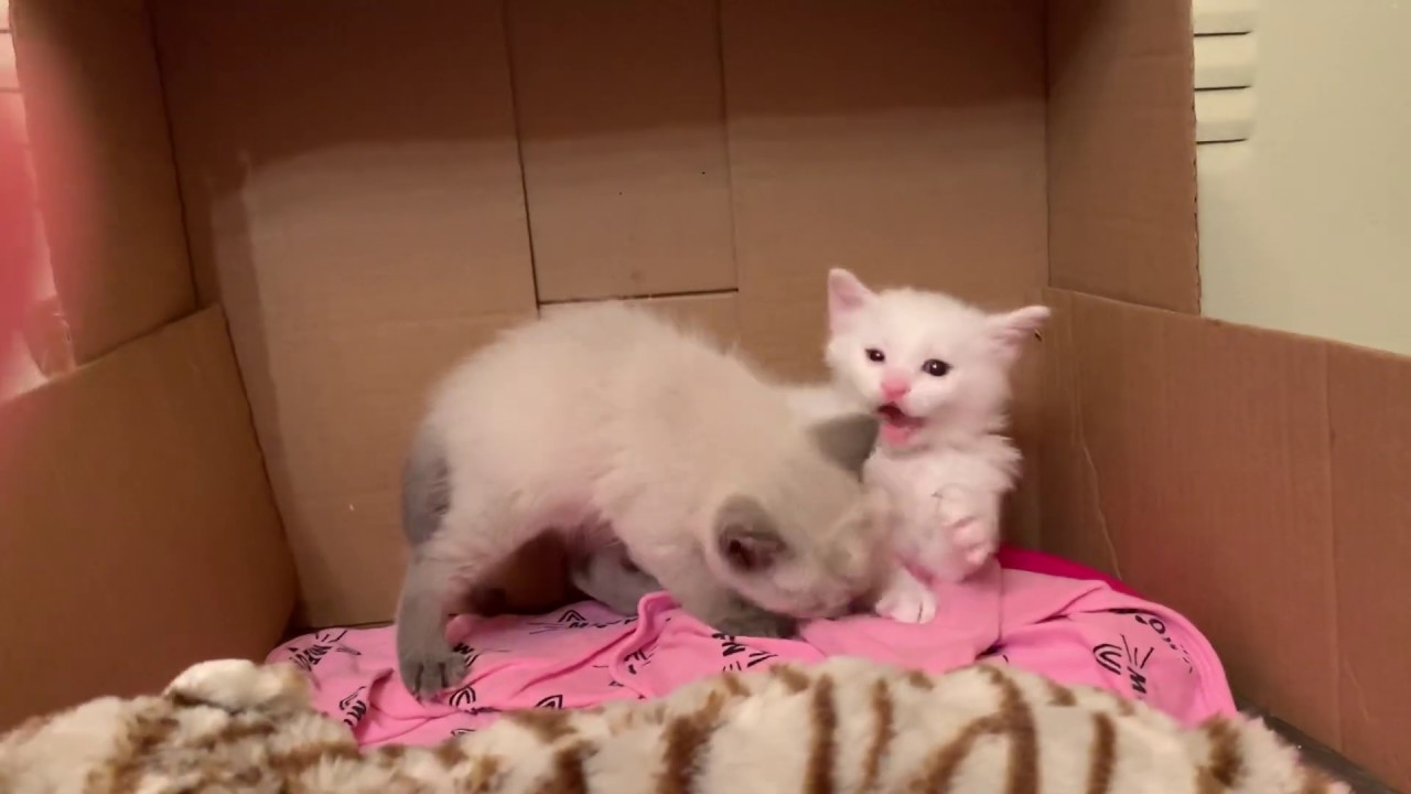 Kitten Wrestling Youtube