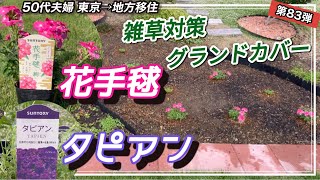 【花手毬】【タピアン】宿根バーベナ　グランドカバーミックス植えして雑草対策