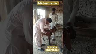 PPR Vaccination