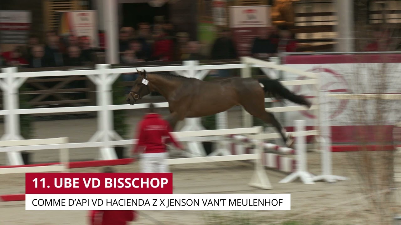 UBE VD BISSCHOP (COMME D'API VD HACIENDA Z X JENSON VAN 'T MEULENHOF ...