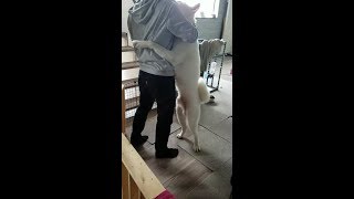 【秋田犬もんたろう #172】「怪我必至！熱烈なお帰りの儀式」Akita inu