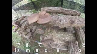 椎茸狩り1  Shiitake picking 1