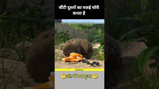 चींटी दूसरों का मकई चोरी करता है #shortvideo #youtubeshorts #facts #story