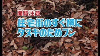 タヌキのためフン　住宅街のすぐ横に