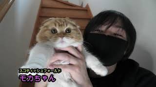 【猫動画】もしも飼い主が倒れたらどんな行動をするか試してみたら、、、こんな結果になった。