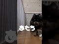 むうなのあーたちあたち dog ポメラニアン いぬ チワワ いぬのいる生活 pomeranian 犬のいる生活 ぽめらにあん pets おすすめ かわいい こいぬ