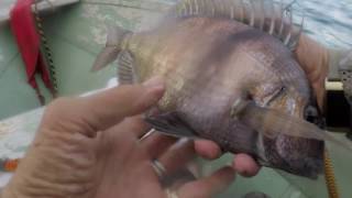 An Almost all Black Porgy and a Bait robbing Bergall /  Cunner