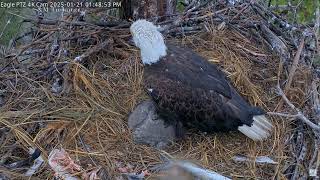 Captiva Eagle Cam - Connie \u0026 Clive 21.01.2025 13:42