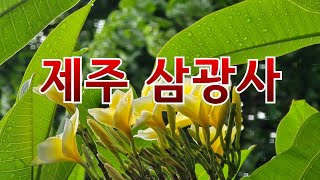 제주 제주시 삼광사