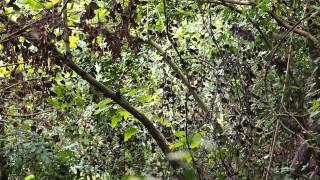 南臺灣紫蝶幽谷 Purple Crow Butterfly Valley in Southern Taiwan