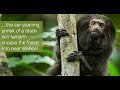 weforest and ipÊ in pontal brazil black lion tamarin sounds