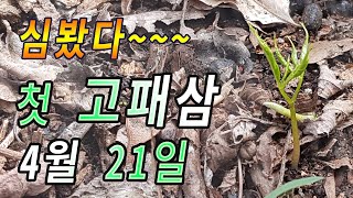 심봤다~~~경기권 첫 고패삼 확인.동네 야산 제 구광자리 영상입니다.심산행 시작됩니다