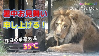 【旭山動物園ライオン】猛暑日のオリトファミリーとアムールトラのメイの過ごし方