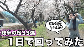 【岐阜 桜】飛騨美濃桜33選を1日で回ってみた！飛騨地方編　まだまだ楽しめます