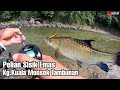 Ikan Ni Sambar Popper?!.. | Pelian Sisik Emas | Stream Fishing