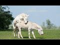 First time Male Horse 🐎 and Female Donkey Meeting successfully