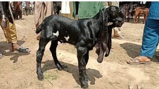 Sahiwal Bakra Mandi ki update top k betel breeder Bachay 03124058010 Altaf goat farm