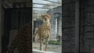 おはよ、コハクです❤️【猫のような猛獣チーター第62章】 #zoo #猛獣#cheetah #チーター #shorts