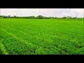 intercropping of groundnut and pegionpea આંતરપાક પદ્ધતિ મગફળી અને તુવેર अंतरफसल मूंगफली और तुर