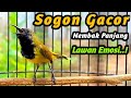 SUARA SOGON BIKIN GACOR BURUNG TROTOL JANTAN, CEPAT NEMBAK PANJANG FULL ISIAN DIBONGKAR NGEJER 3