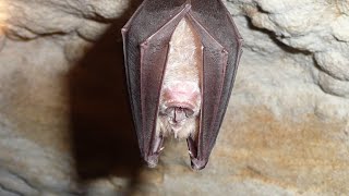 All about the greater horseshoe bat