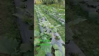 Happy day everyone eggplantvegetables garden.#shorts#nature#enjoy #eggplant#garden #trendingvideo