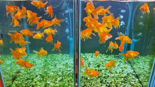 [구미백경수족관] 레드 오란다 [ Red oranda goldfish ] [구미김천수족관][김천혁신도시수족관]