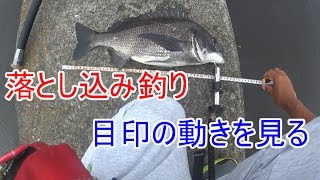 黒鯛落とし込み釣り目印のアタリ、動き方ヒットシーン「チヌ、関西」