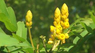 Natures Notebook Candle Bush 8-10-17