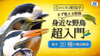 【0から学ぶ野鳥学】身近な野鳥たちの知られざる生態【スズメだってこんなにすごい！】