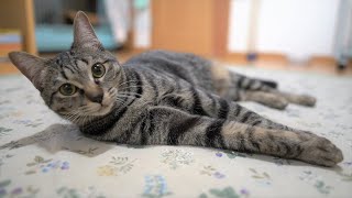 【ご報告】かのんちゃんの里親さんが見つかりました【保護猫】