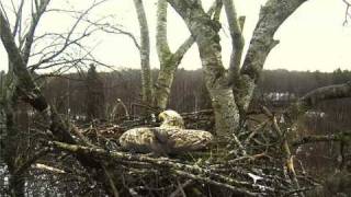 White Tailed Eagle 2010 - April 5th- 8.01am- \