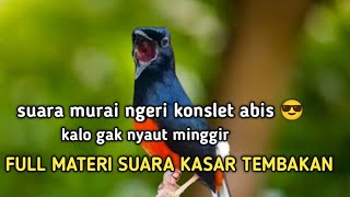 Suara murai batu full isian suara parah konslet habis paruh sampe mau sobek sobek