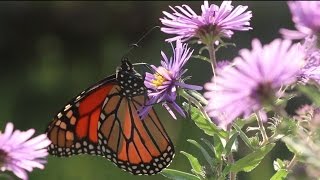 Monarch Conservation: Fall Migration