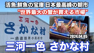 【三河一色さかな村 世界最大の蟹が買える市場 活魚,珍魚の宝庫 日本最高峰の朝市】あばお 海鮮ちゃんねる #208 2024.04.05