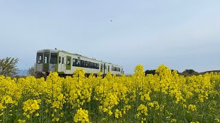 【4K HDR】菜の花×大湊線 (キハ100系)