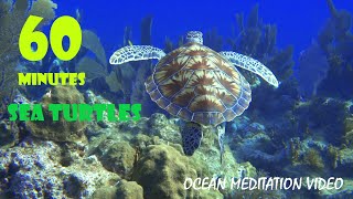 GIANT SEA TURTLES • AMAZING CORAL REEF FISH • 1 HOUR of THE BEST RELAX MUSIC