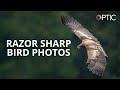 Matt Kloskowski: Fast Action, Razor Sharp Bird Photography | #BHOPTIC