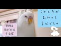 我が家の保温はダイソー100円のアクリル板も使います【鳥の保温】我が家流。インコ♡