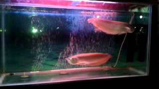 Silver Arowana pair