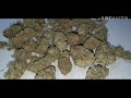 exotic seed herzog leds harvesting frosty buds