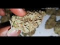 exotic seed herzog leds harvesting frosty buds