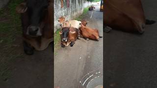 😃ரோட்டில் ஜாலியாக படுத்து இருக்கும் மாடுகள் 🐂 #naturelovers #cowvideos #chennai subscribe💜↩️