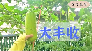 【種植】 種菜｜菜園豐收｜种菜｜迷你菜園｜家庭菜園｜在家種菜｜修剪菜園｜后院菜园｜Mini Vegetable garden｜gardening